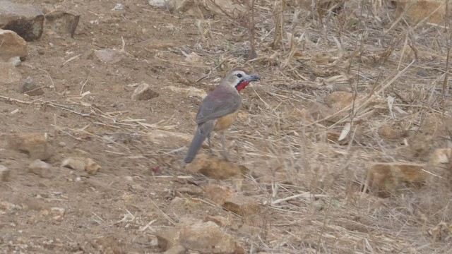 Rosy-patched Bushshrike - ML508926481