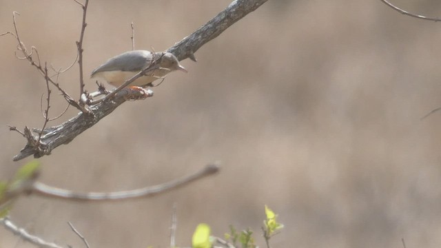Red-faced Crombec - ML508926581