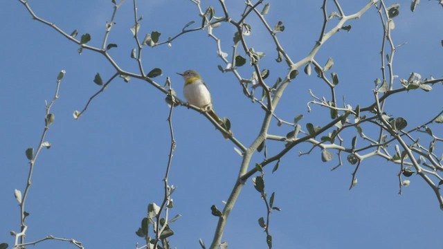 Apalis à gorge jaune - ML508926641