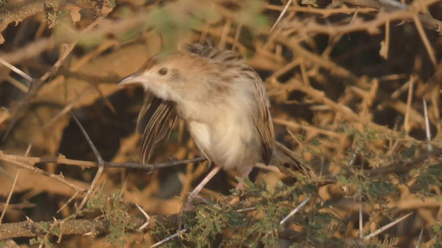 Rattling Cisticola - ML508926661