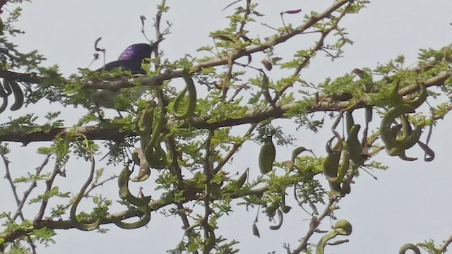 Eastern Violet-backed Sunbird - ML508926761