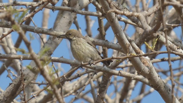 Amethyst Sunbird - ML508926801