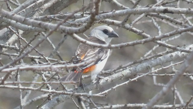 White-headed Buffalo-Weaver - ML508926881