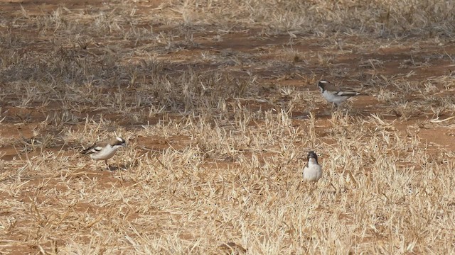 White-browed Sparrow-Weaver - ML508926891