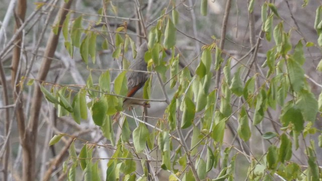 Red-headed Weaver - ML508926901