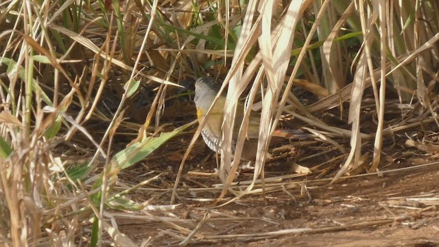 Green-winged Pytilia - ML508926941