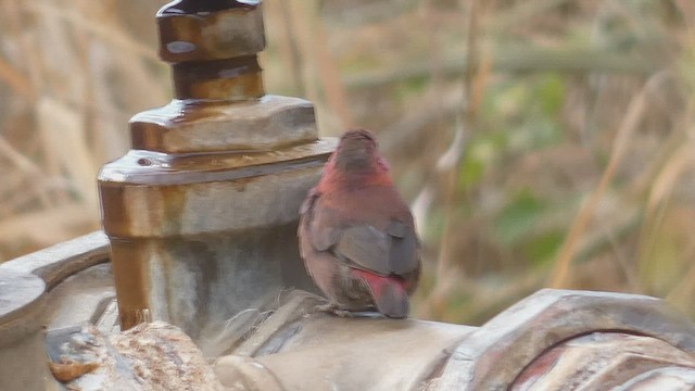 Red-billed Firefinch - ML508926981