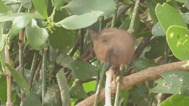 African Firefinch - ML508927021