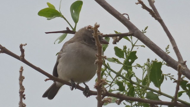 Yellow-spotted Bush Sparrow - ML508927211