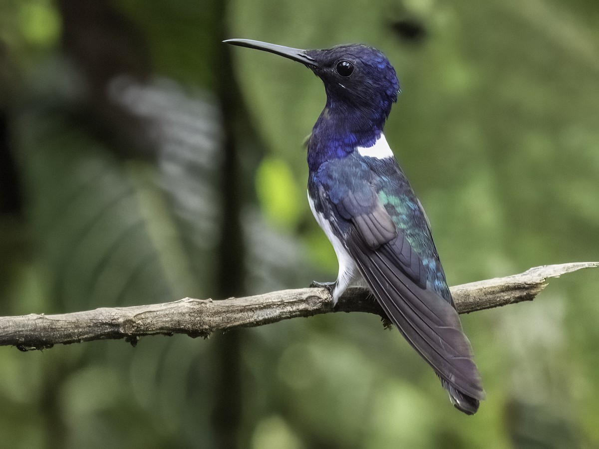 White-necked Jacobin - Robert Lockett