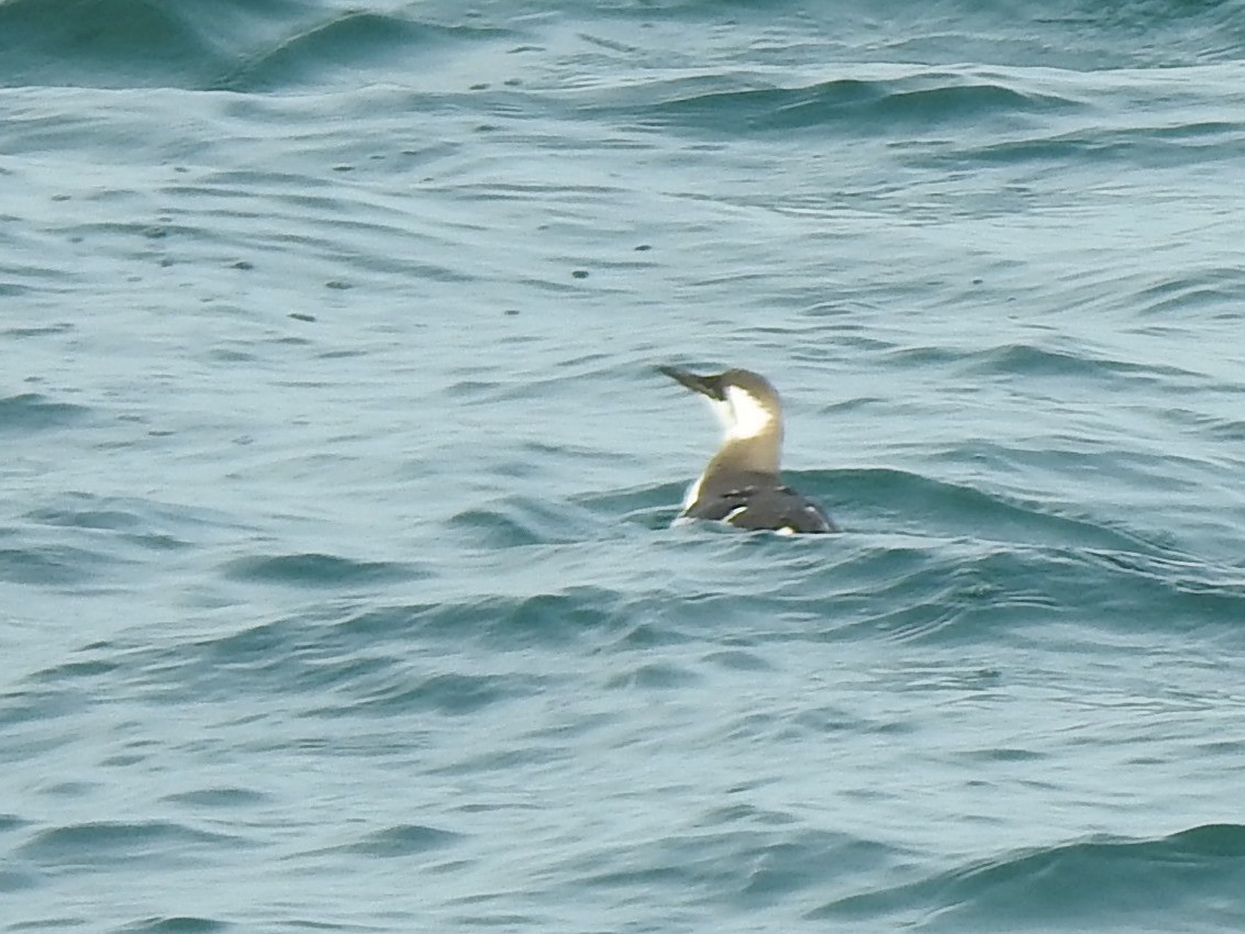 Common Murre - ML508927781