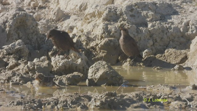 Spotless Starling - ML508927881