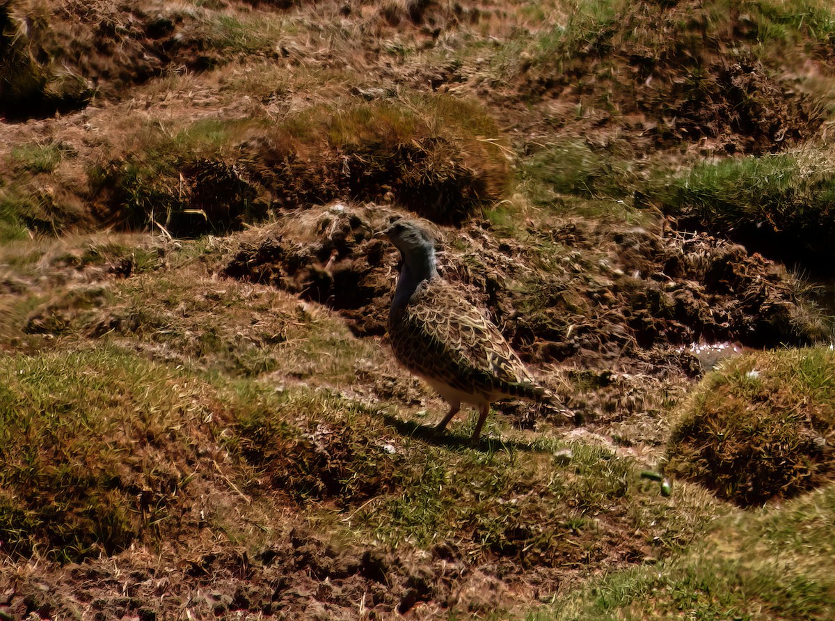 Gray-breasted Seedsnipe - Phil Hyde