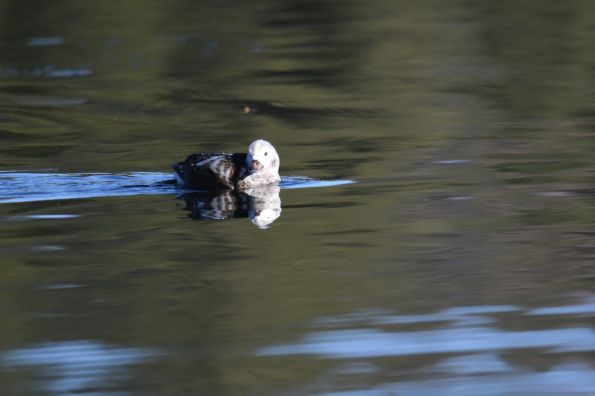 Long-tailed Duck - ML508929001