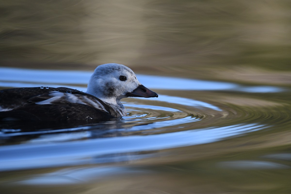 Long-tailed Duck - ML508929021