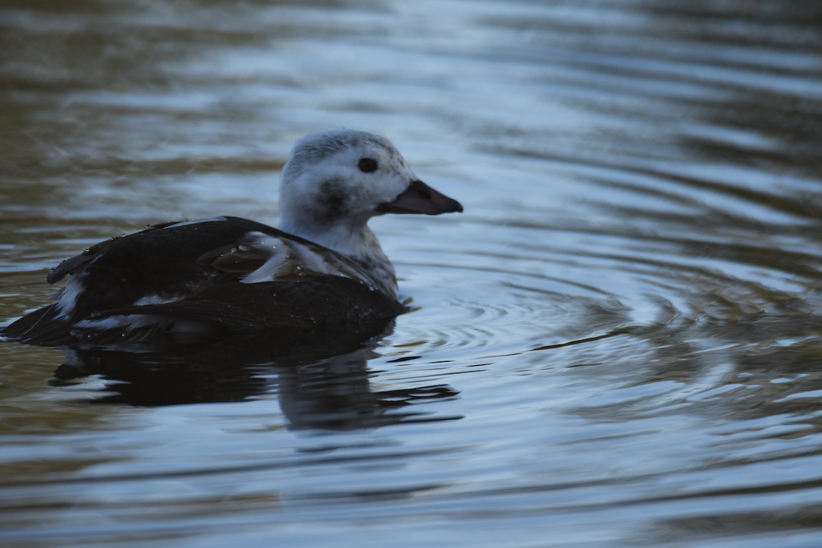 Long-tailed Duck - ML508929031