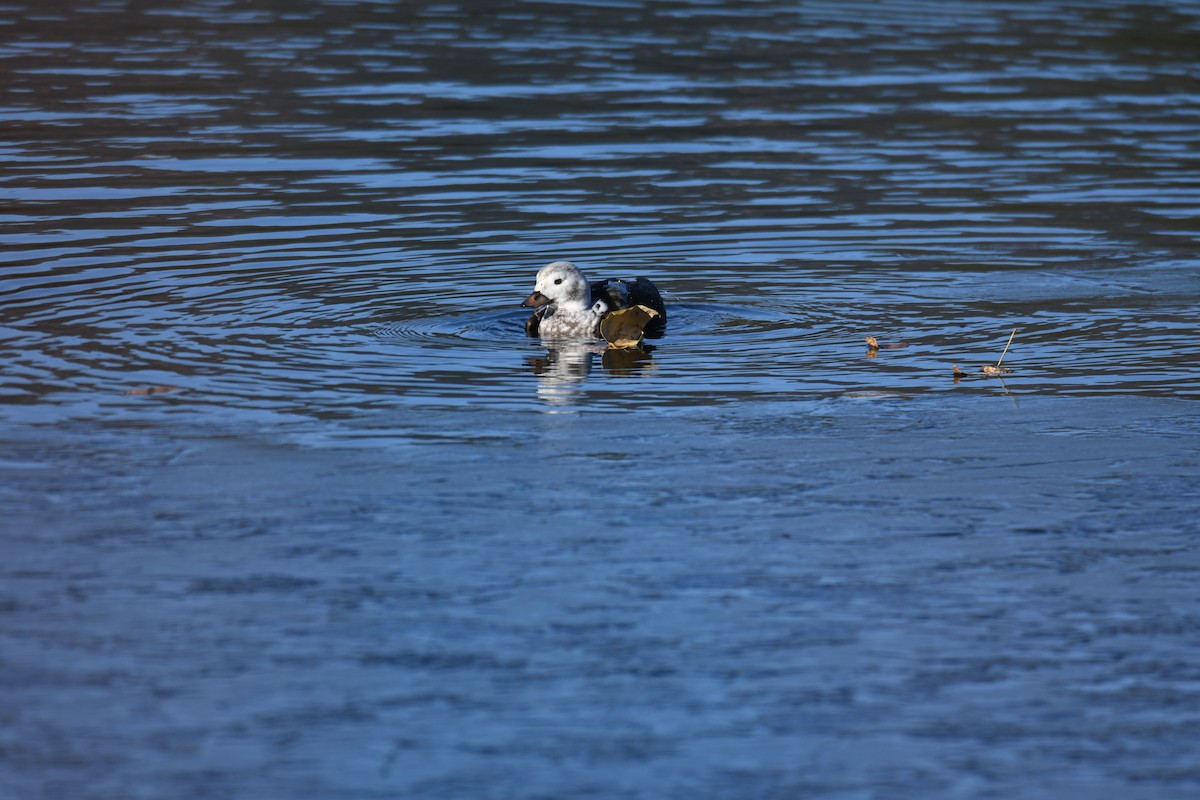 Long-tailed Duck - ML508929041