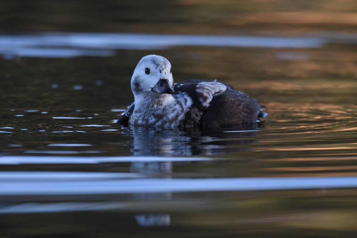 Long-tailed Duck - ML508929051