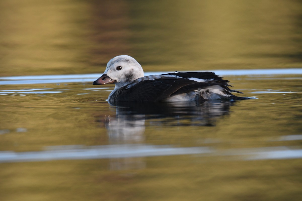 Long-tailed Duck - ML508929061