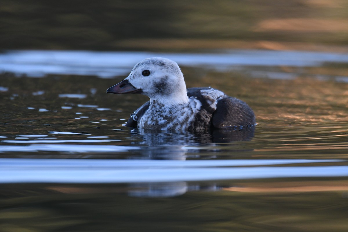 Long-tailed Duck - ML508929071