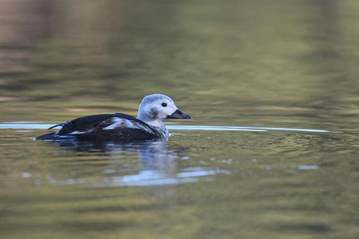 Long-tailed Duck - ML508929081