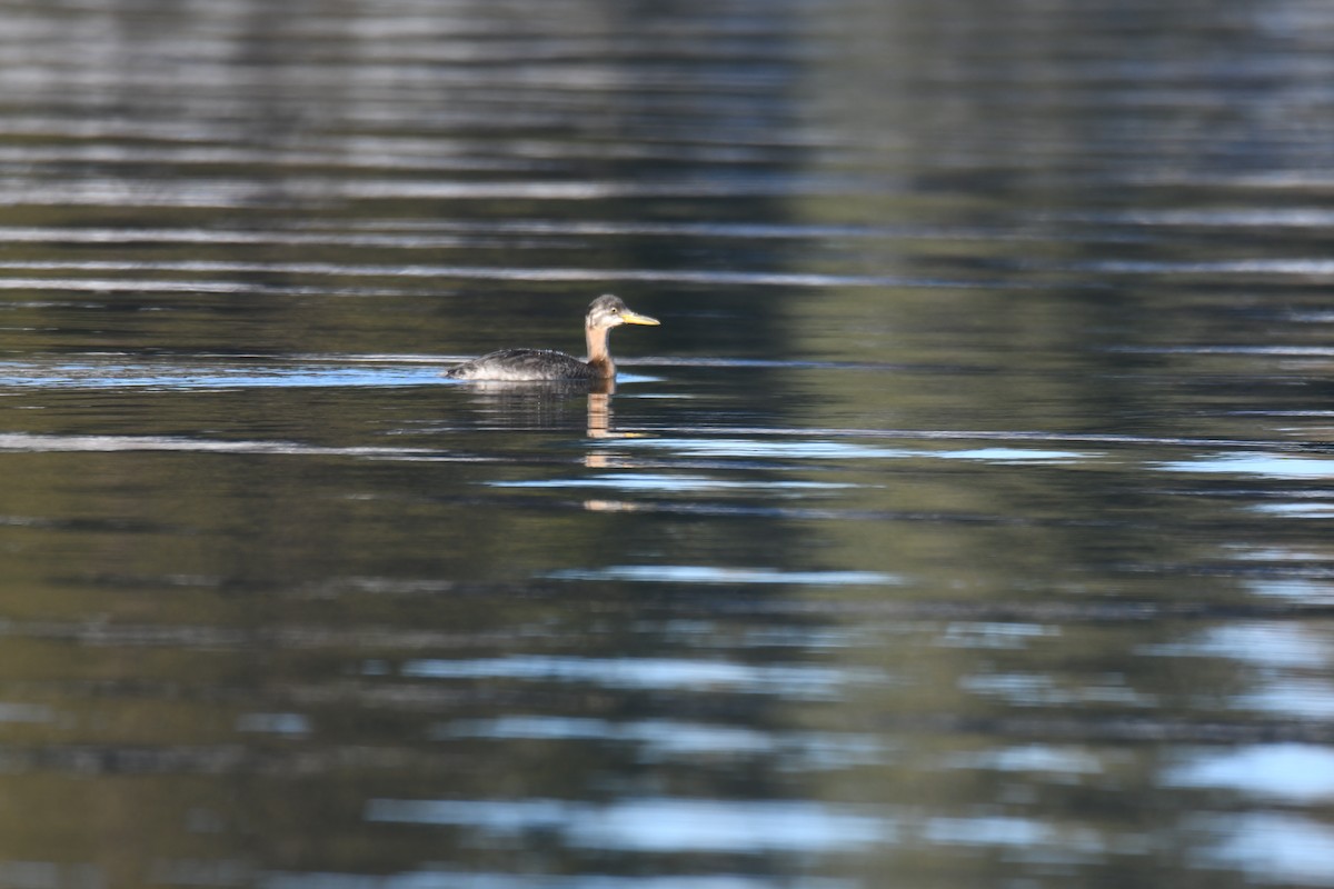 Red-necked Grebe - ML508929591