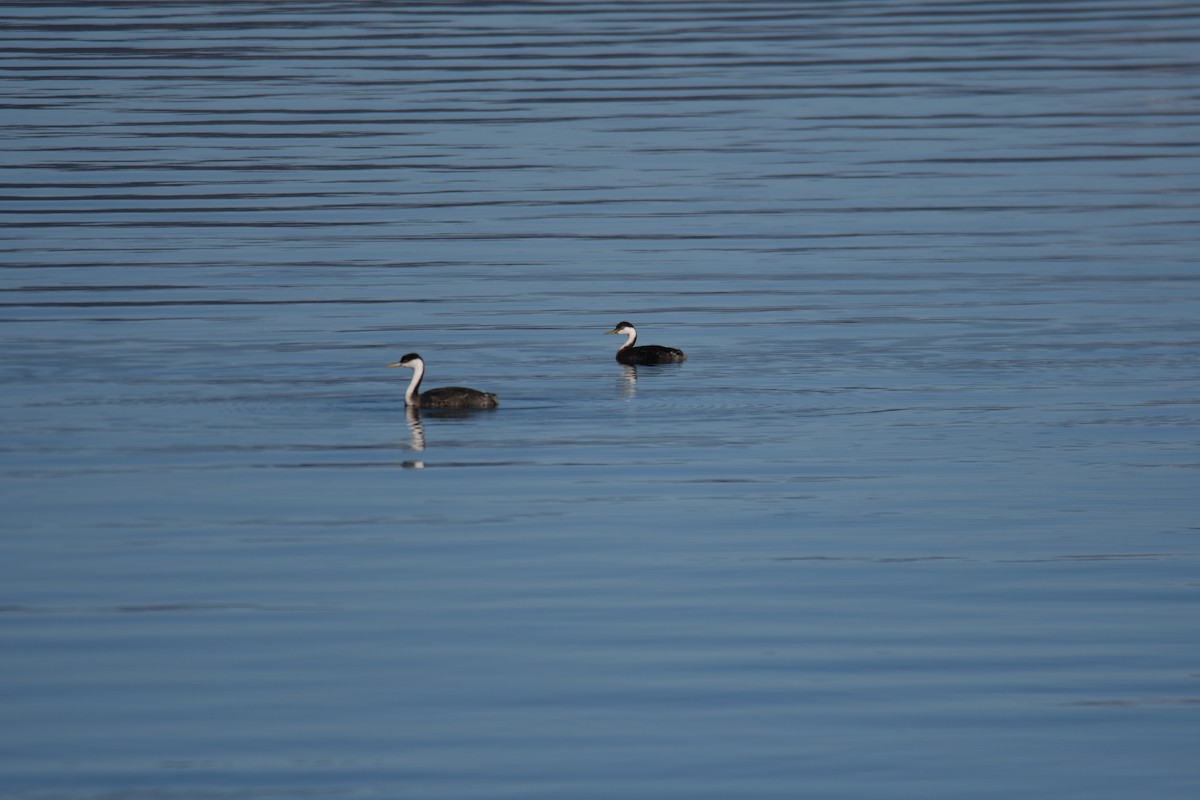 Western Grebe - ML508929651