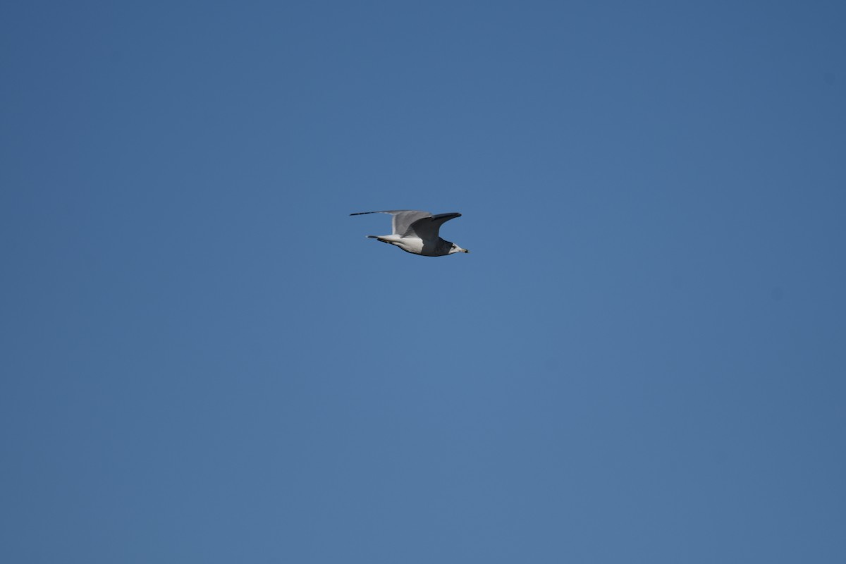Ring-billed Gull - ML508929701