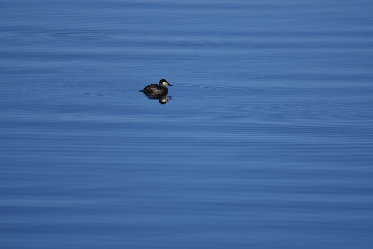 Ruddy Duck - ML508929741