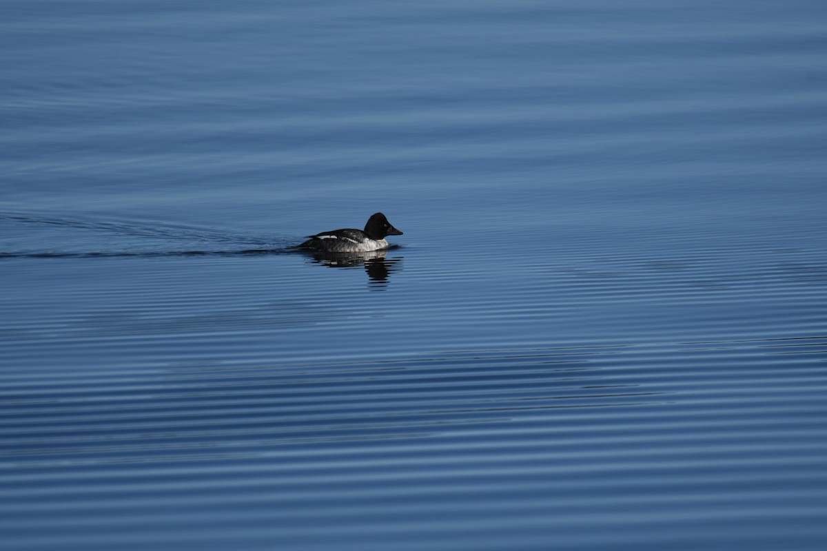 Common Goldeneye - ML508929761