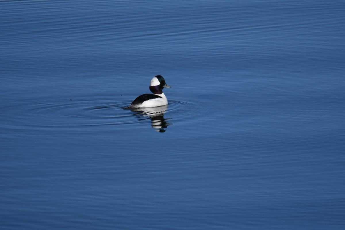 Bufflehead - ML508929771