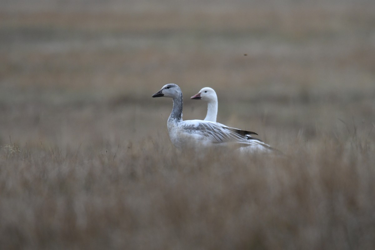 Snow Goose - ML508930371