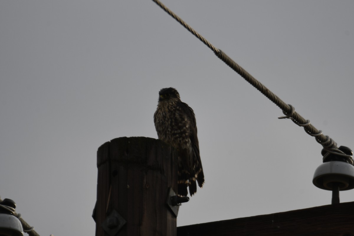 Merlin - ML508930731