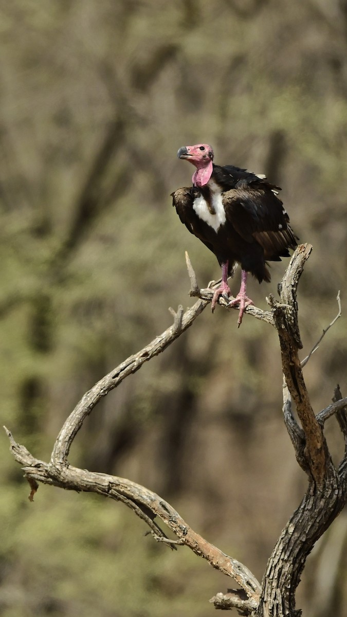 Red-headed Vulture - ML508933131