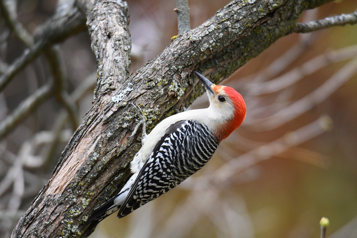 Red-bellied Woodpecker - ML508933161