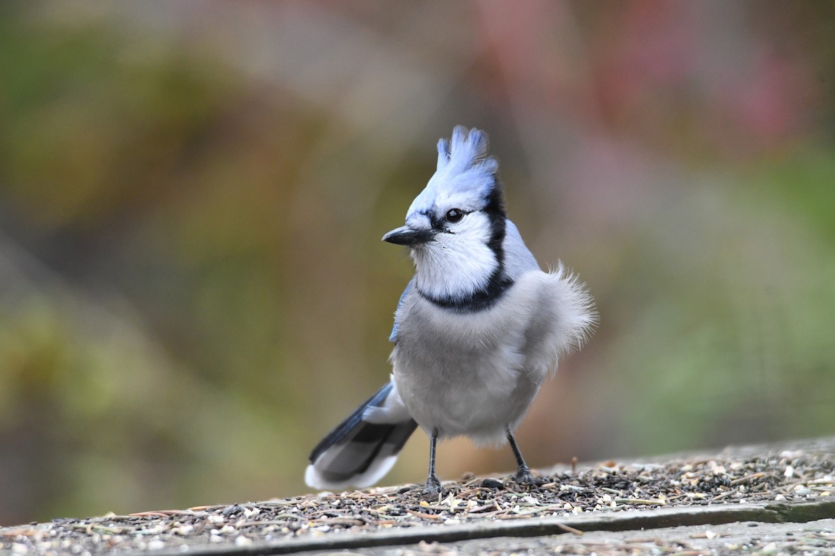 Blue Jay - ML508933181