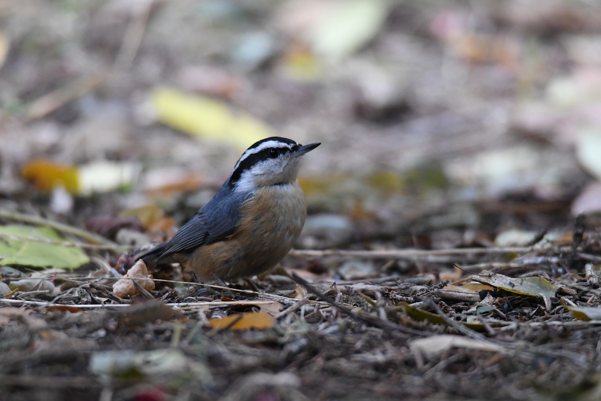 Red-breasted Nuthatch - ML508933201