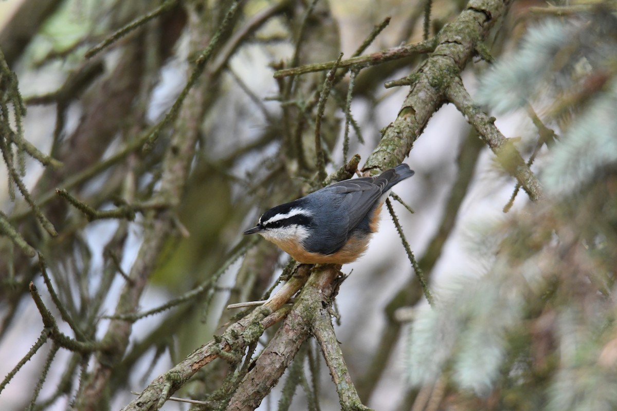 Red-breasted Nuthatch - ML508933211