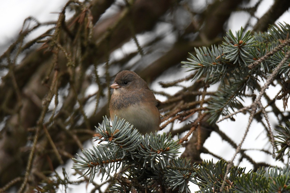 Dark-eyed Junco (Slate-colored) - ML508933231