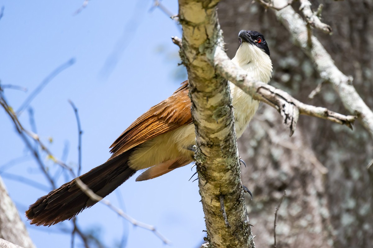 Coppery-tailed Coucal - Albert Voigts von Schütz @ Leaflove Safari
