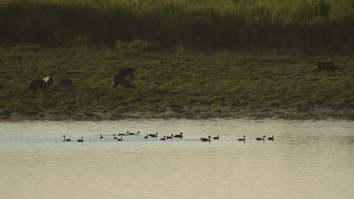 Gadwall - ML508933701