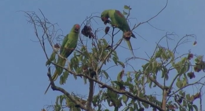 Alexandrine Parakeet - ML508935001