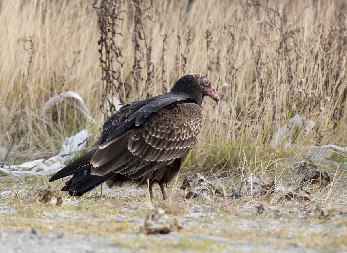 Turkey Vulture - ML508935181