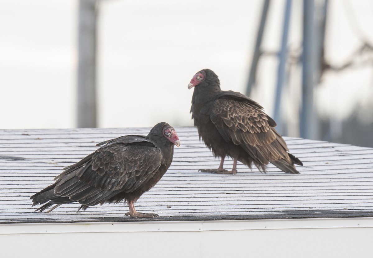 Turkey Vulture - ML508935211