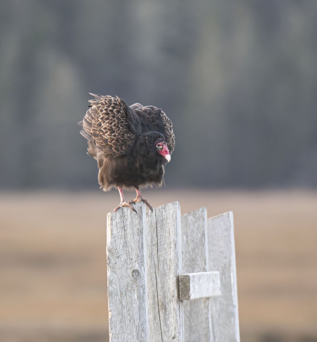 Turkey Vulture - ML508935261