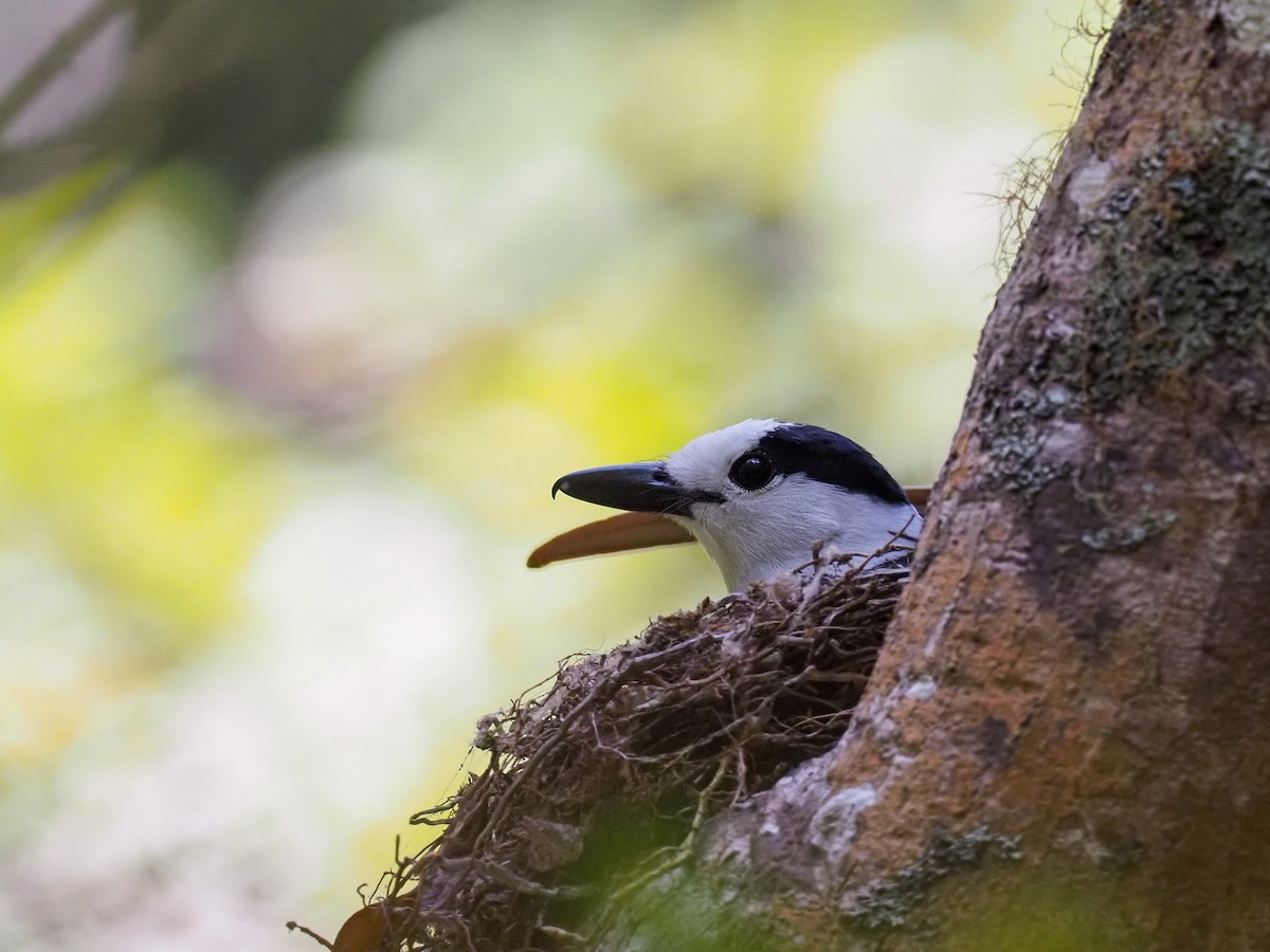 Hook-billed Vanga - ML508935281