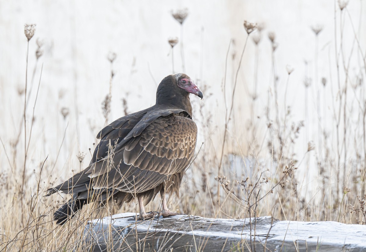 Turkey Vulture - ML508935461