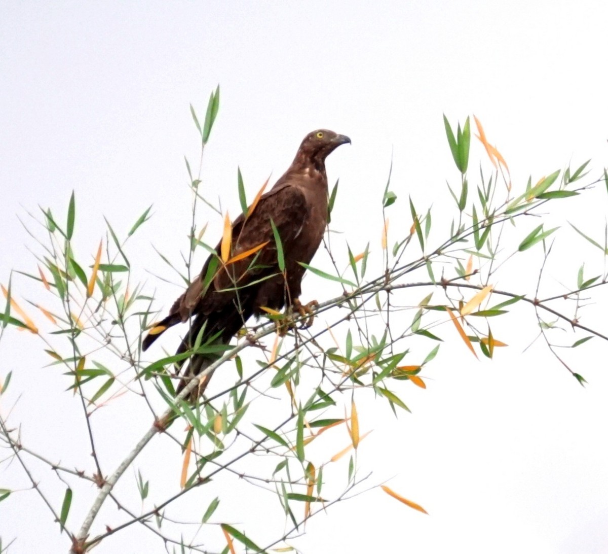 Oriental Honey-buzzard - ML50893581