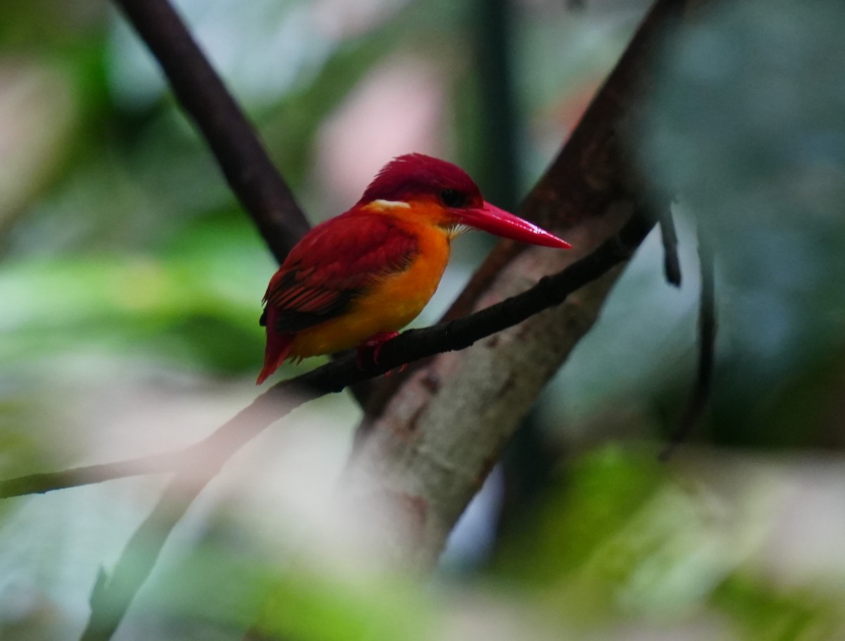 Rufous-backed Dwarf-Kingfisher - Yasuko Takemoto