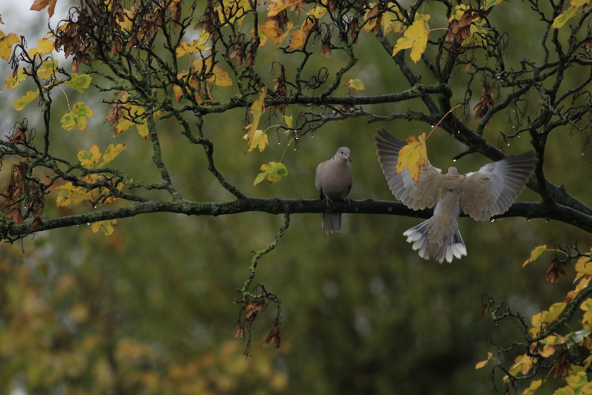 Eurasian Collared-Dove - ML508936911